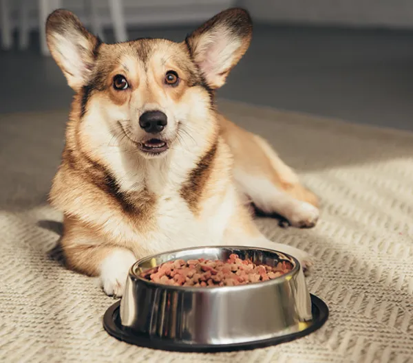 Dog with pet food bowl