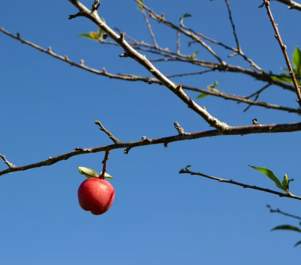 A red apple hanging from an otherwise bare tree.