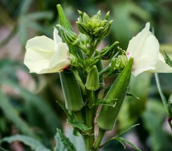 A flowering okra plant