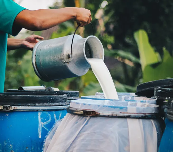 Raw milk being poured into a container