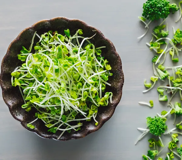 Broccoli sprouts