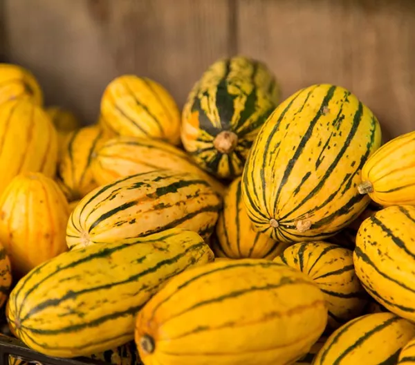 delicata squash