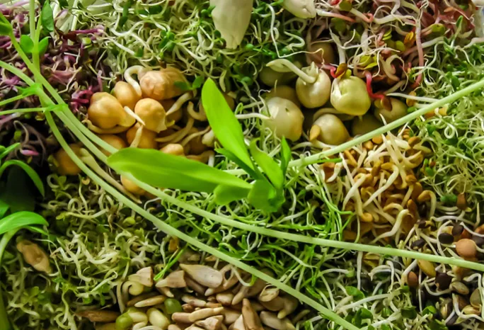 a plate of sprouts and other vegetables
