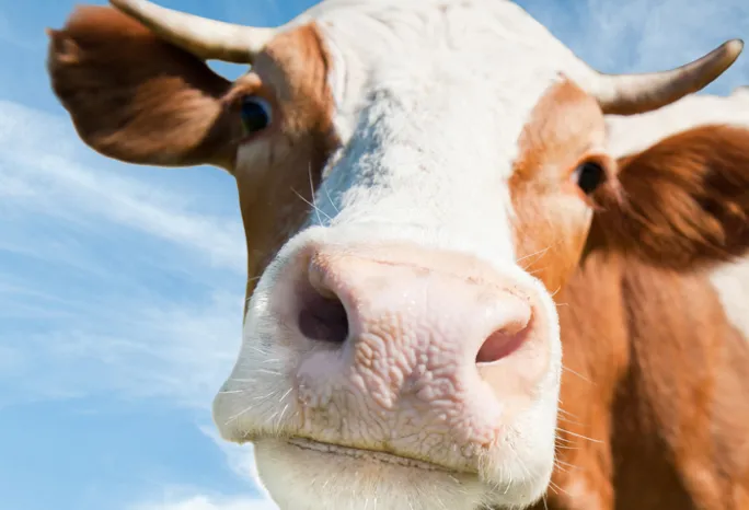 cow