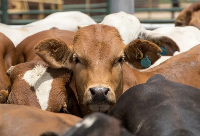 heard of cows with one brown cow looking at the camera