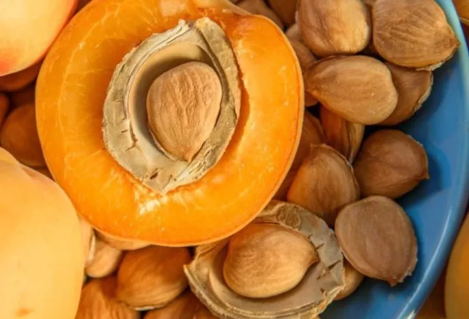 A halved apricot with exposed kernel in a bowl of apricot seeds and shells