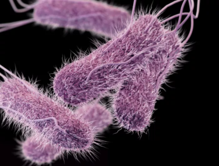 salmonella
