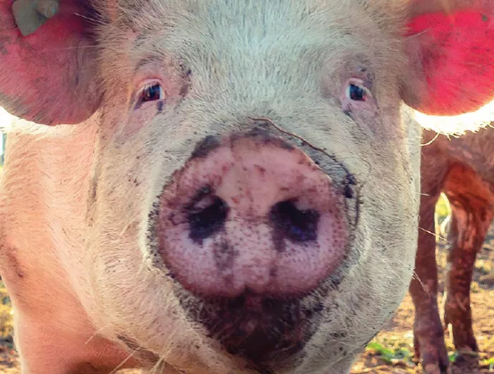 pig