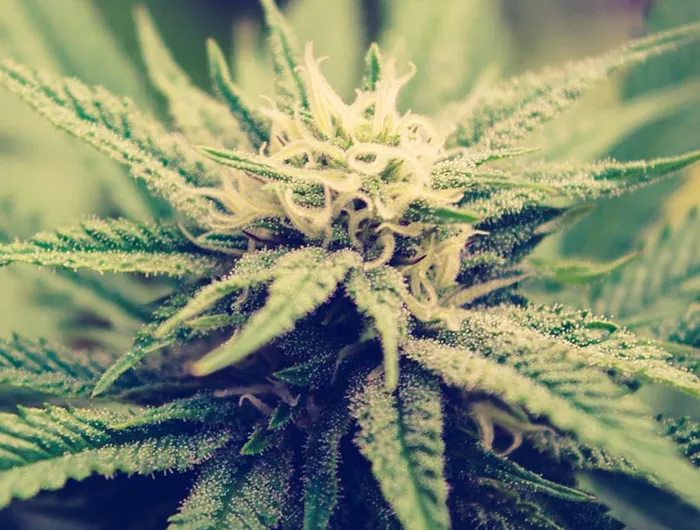 a cannabis plant
