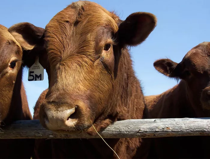cows behind wooden fence