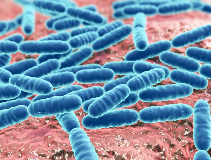 bacteria