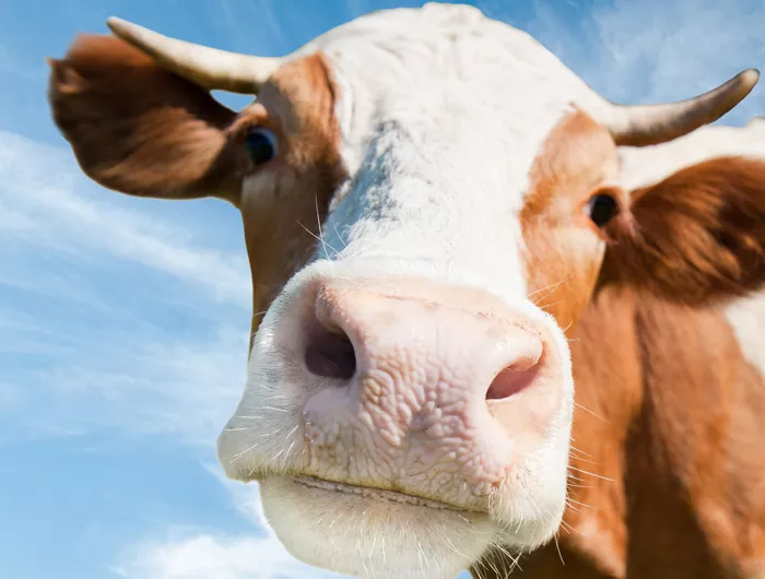cow
