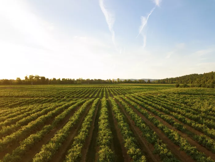 Farmed field