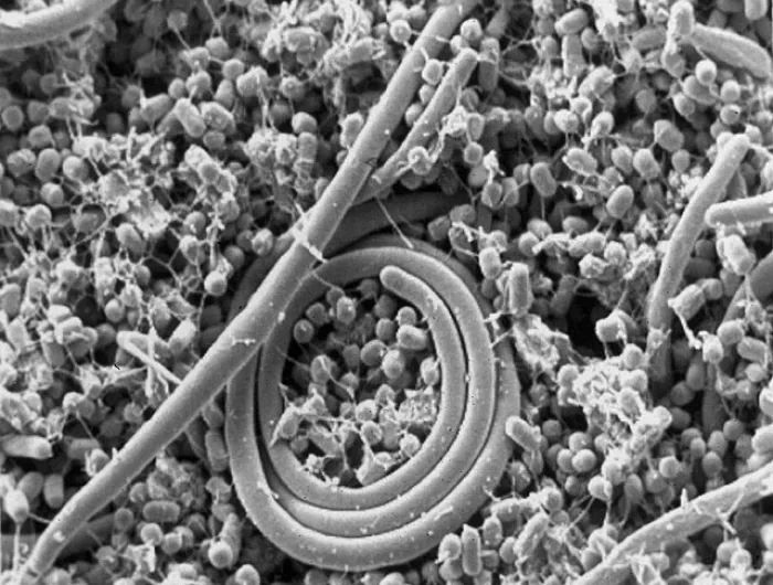 salmonella