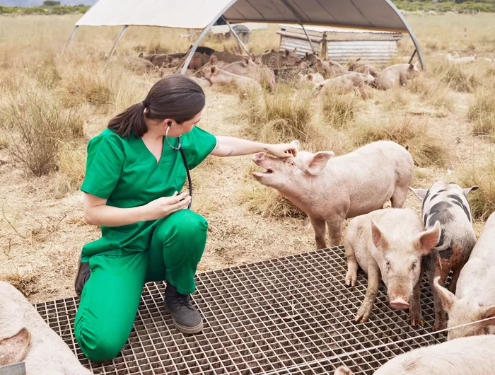 A veterinarian with pigs