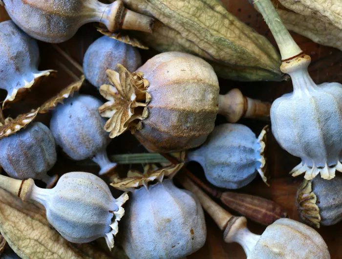 A collection of poppy pods