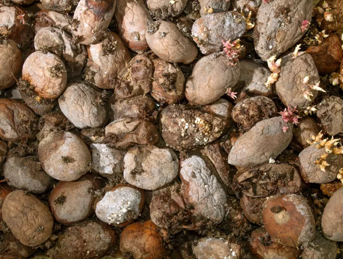 A bunch of rotting potatoes