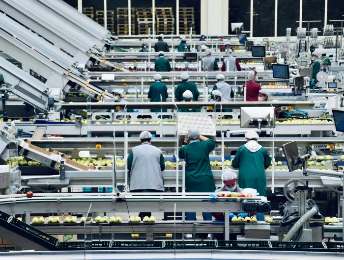 Workers in an apple processing plant