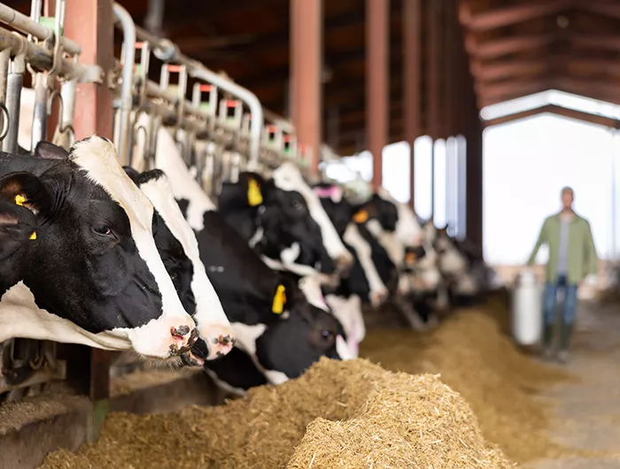 Dairy cows peeking out from behind stall fence in livestock farm