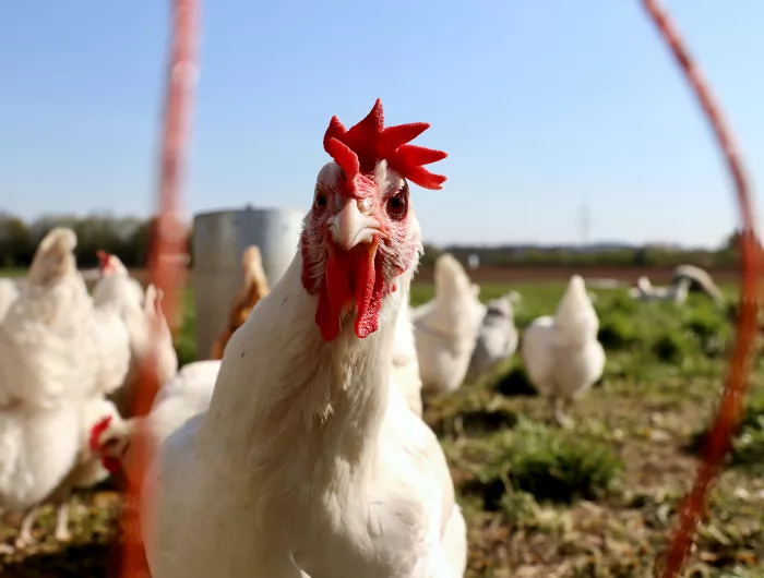 Grass fed chickens