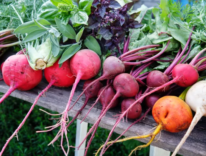 Organic beets of different varieties from the farmer's garden on a wooden table.