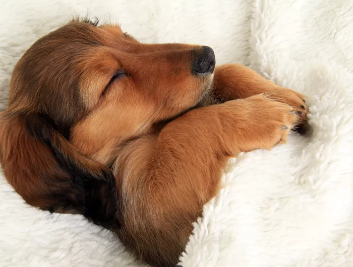 small dog sleeping in white sheets