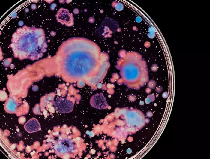 Macro photo of colorful wild growing bacteria and molds in a petri dish.