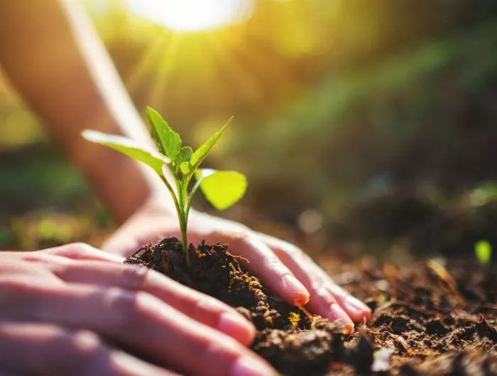 hands planting a young plant