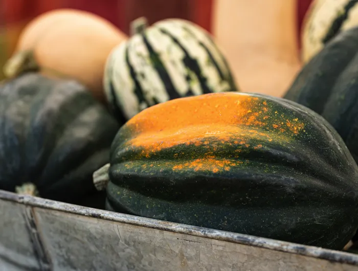 assortment of squash in metal barrel  