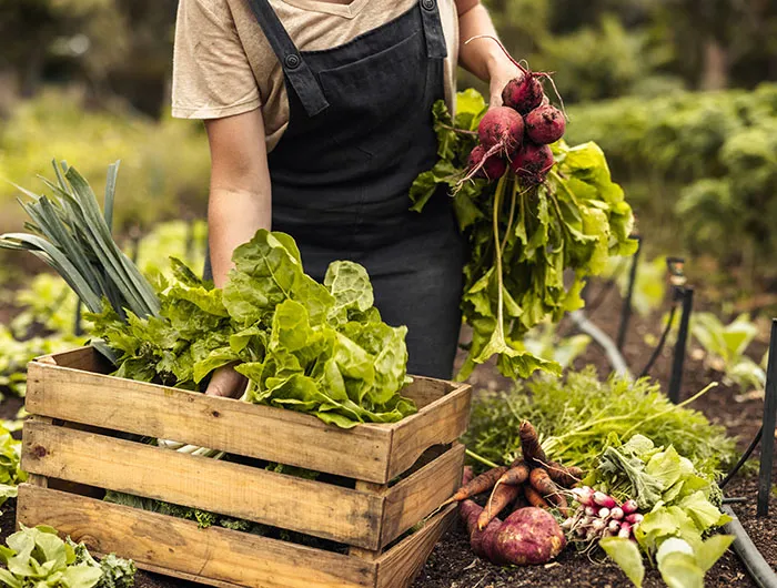 Farmer gathers vegetables on a farm