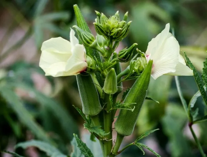 A flowering okra plant