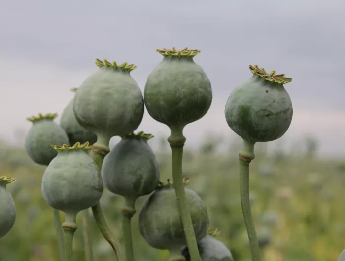 Tell the FDA to Keep Poppy Seeds Free of Dangerous Opiate Contamination