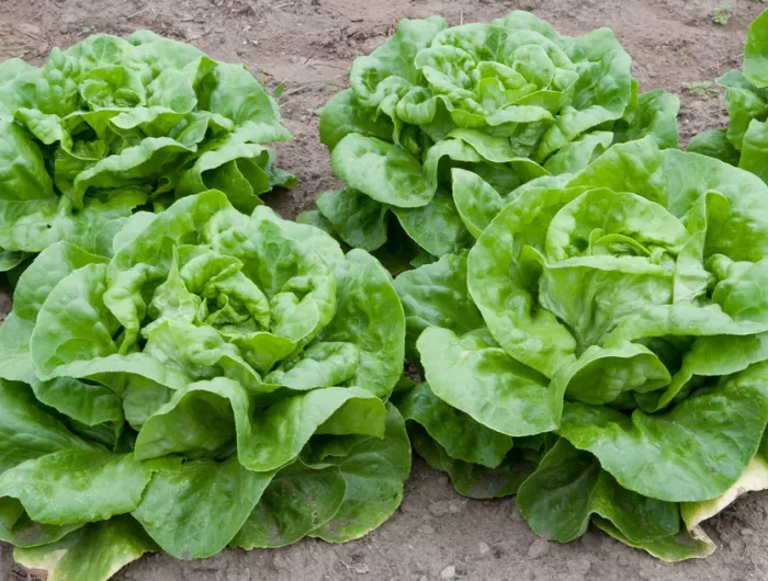 Food Safety Groups Oppose Trump Administration Delay of Key Produce Safety Requirements