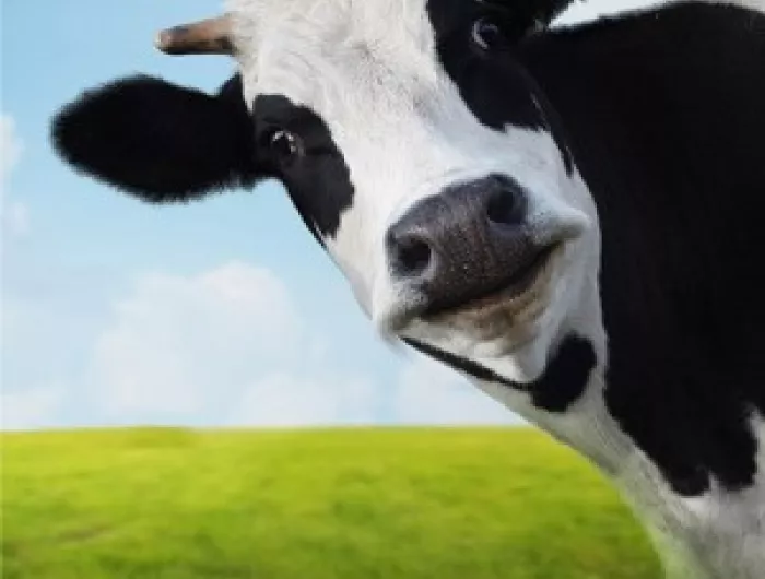 No Time to Repeal Food Safety Laws