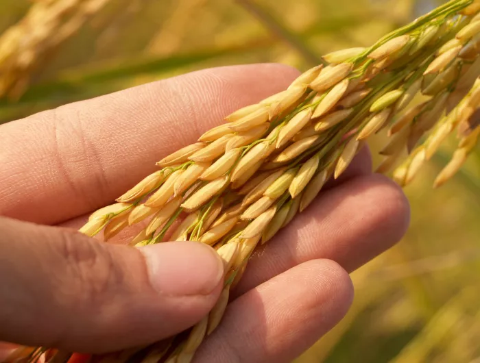 Biotech Blog: Ramifications of Exemption and Self-Determination Provisions in USDA’s New SECURE Rule