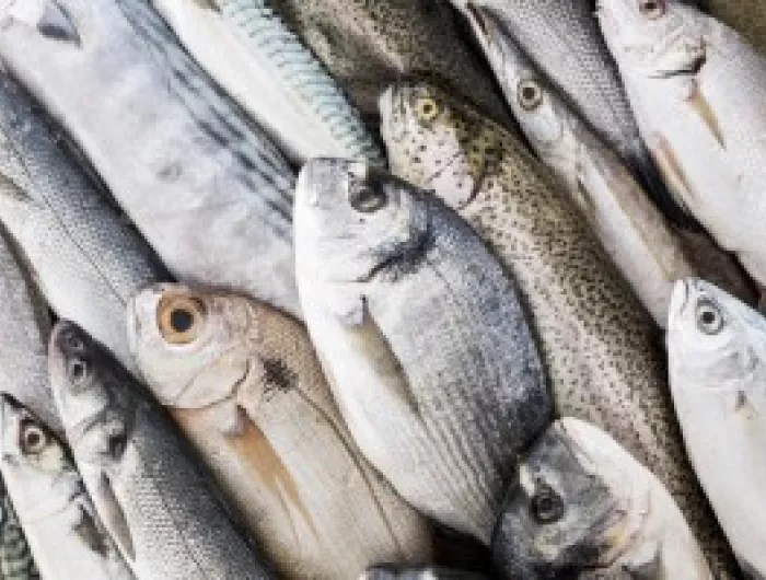 fish