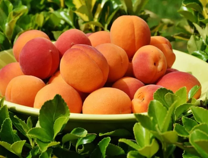 apricots