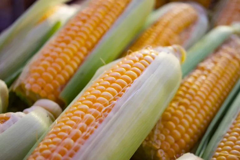 corn on the cob