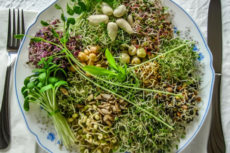 plate with vegetables including sprouts