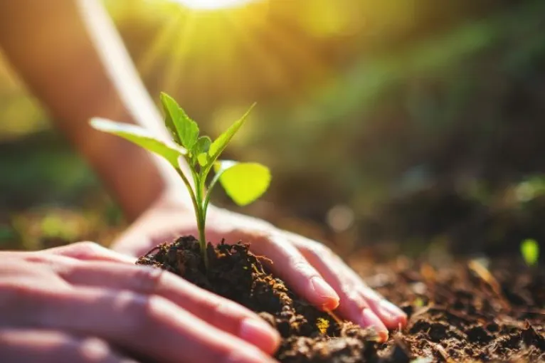 hands planting a young plant