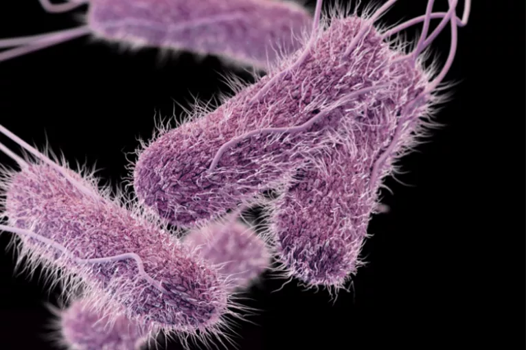 salmonella