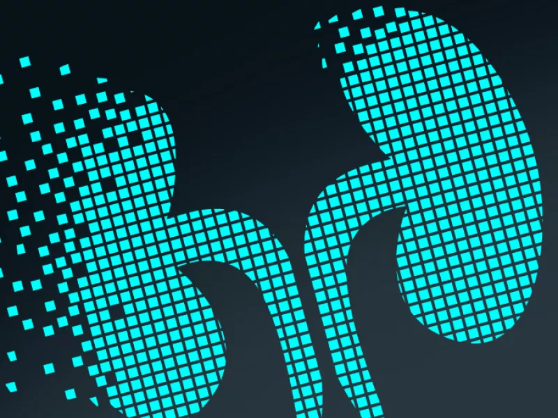 kidneys illustration