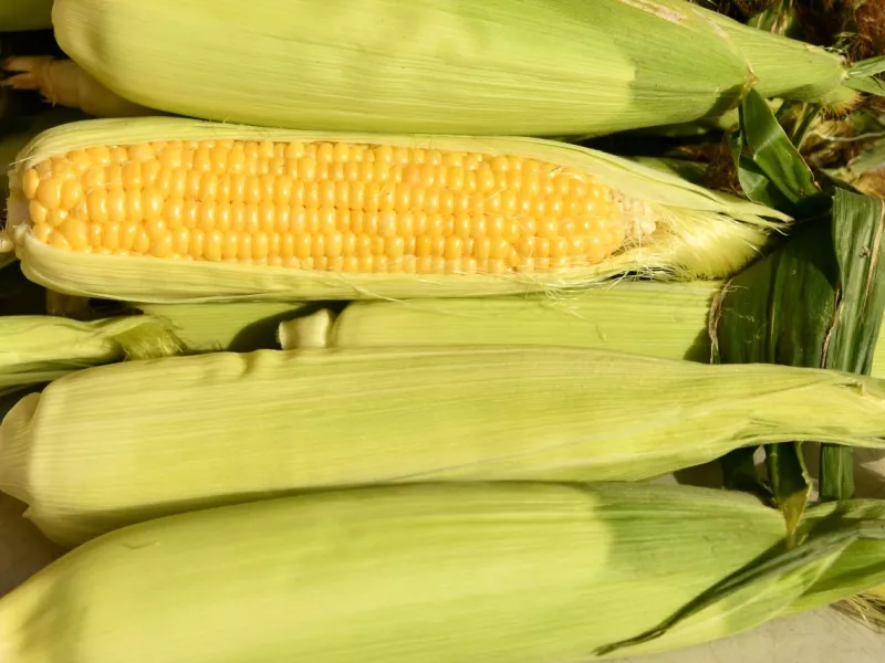 seasonal produce - Fresh corn on the cob