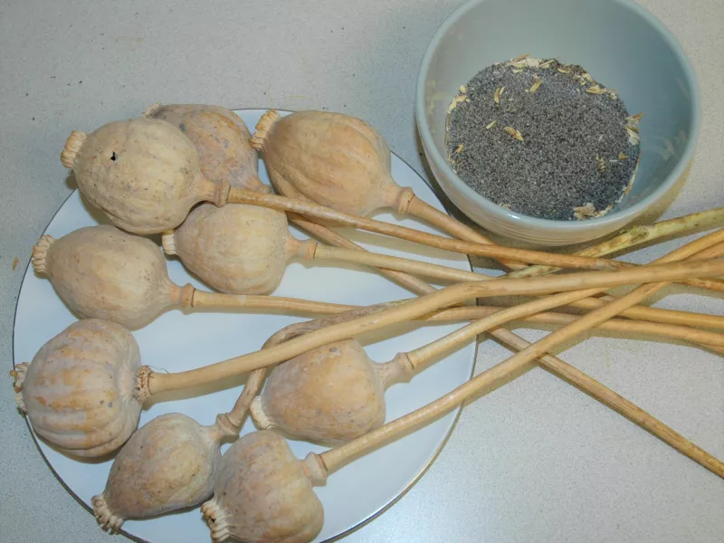 CSPI Urges FDA, DEA to Crack Down on Sale of Contaminated Poppy Seeds