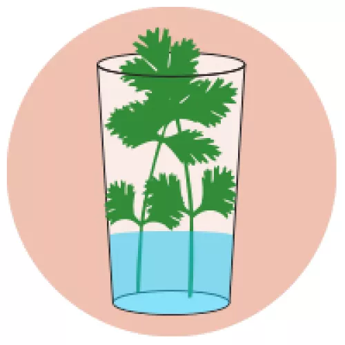 water glass partially filled and cilantro stuck in