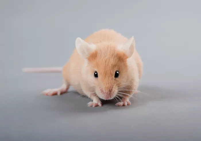 mouse