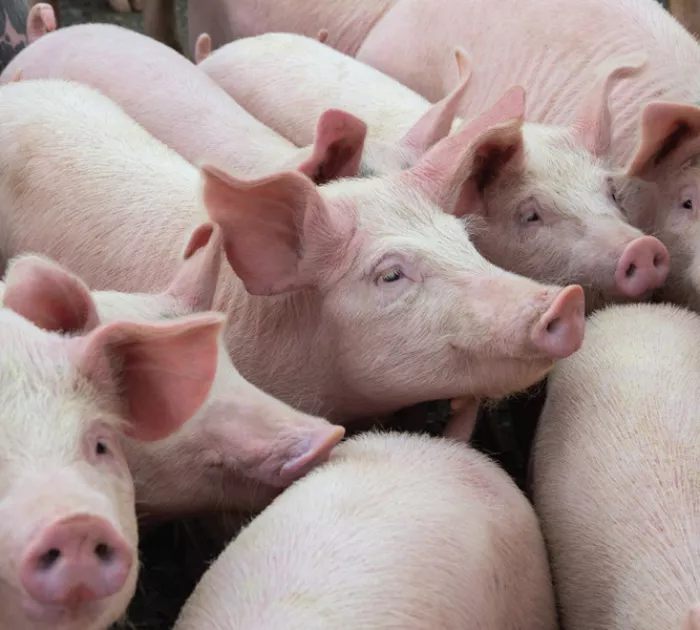 pigs