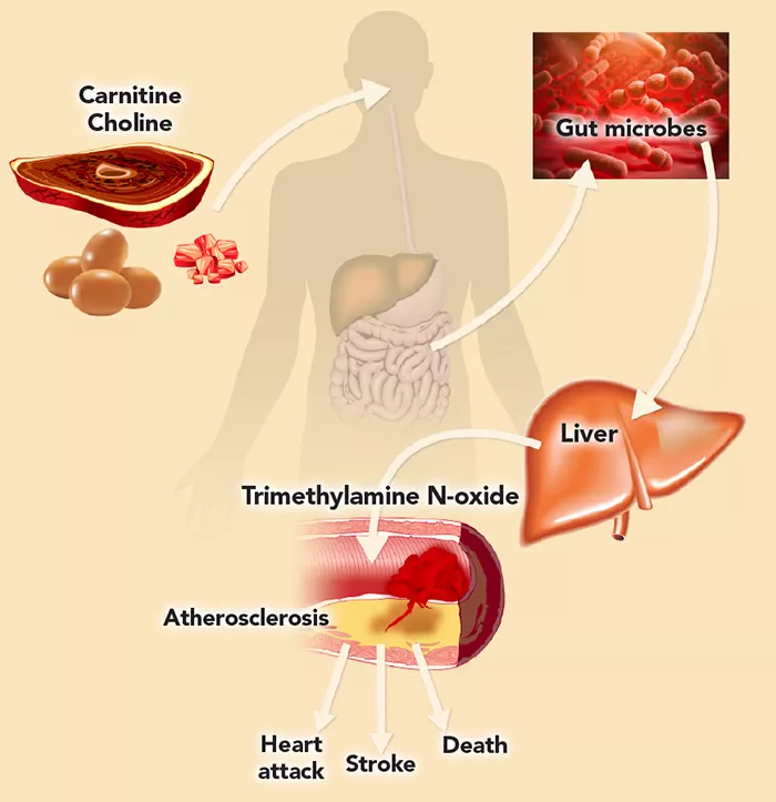 TMAO diagram