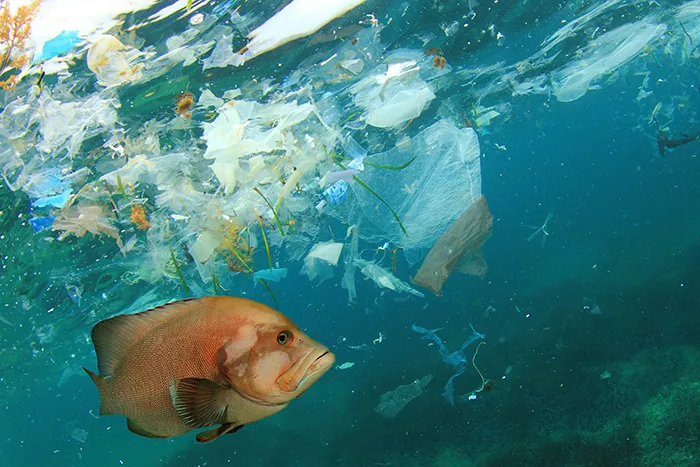 fish swimming in polluted water