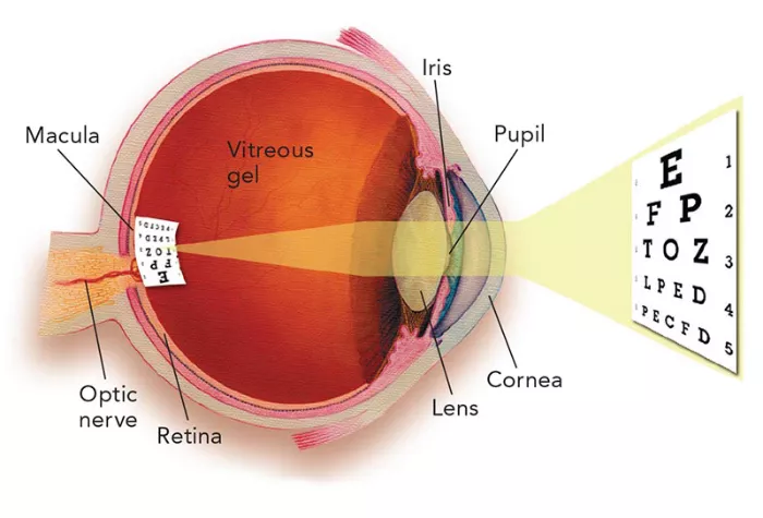 how eyes work